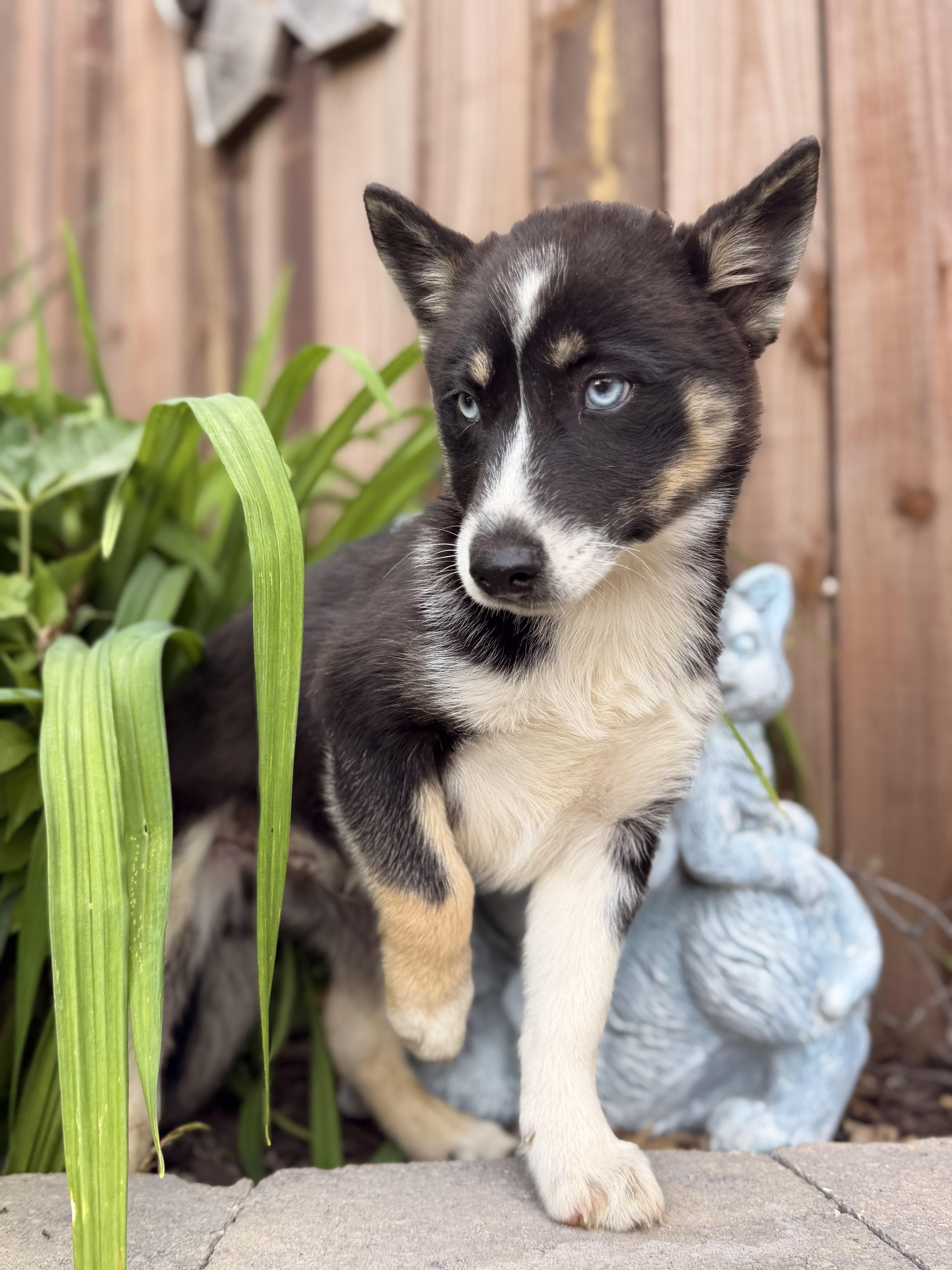 A baby medium-sized male Tricolor (Brown, Black, & White) Pomsky dog named Charlie for adoption in North Freedom, WI