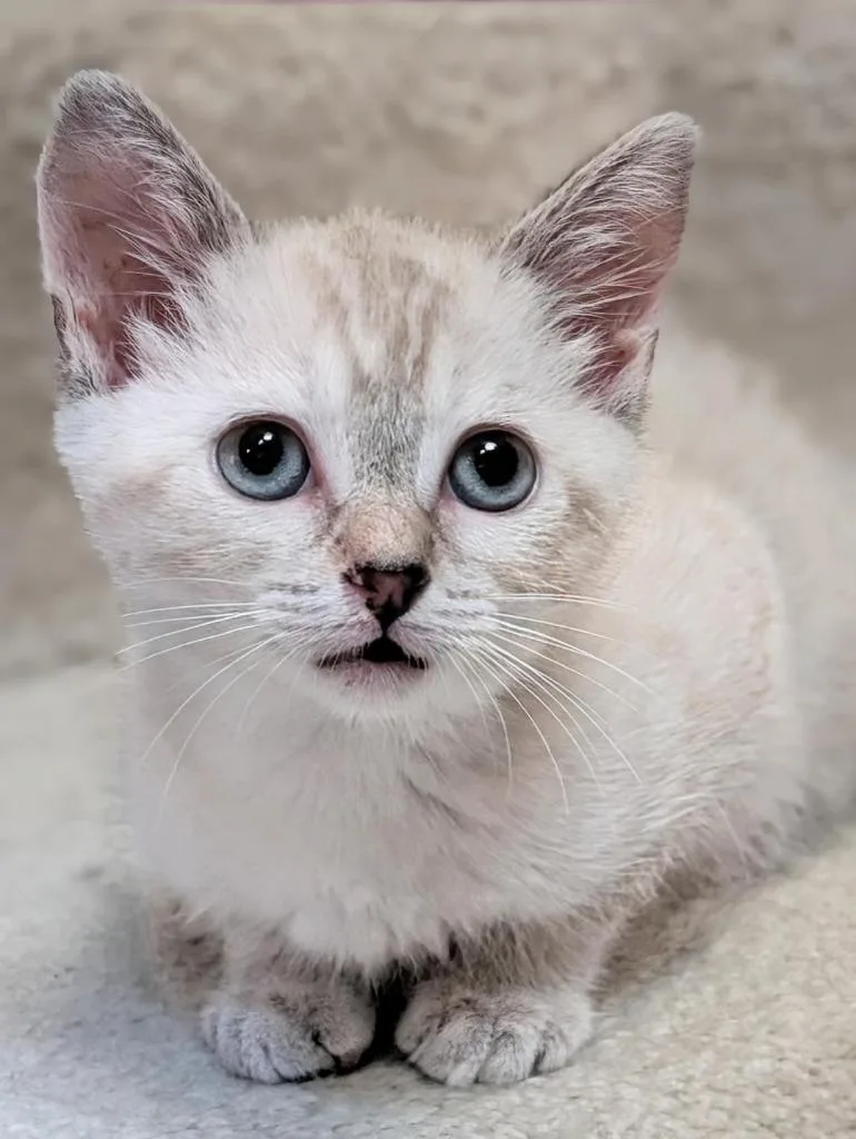 A baby small-sized female Siamese cat named Smooshy for adoption in Newnan, GA