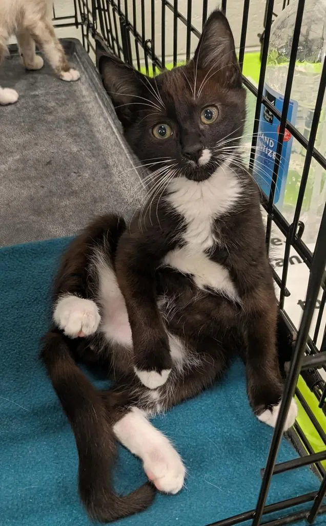 A baby medium-sized male Domestic Short Hair cat named Copper for adoption in Florence, SC