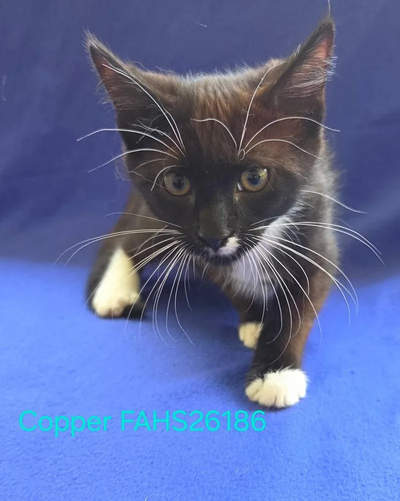 Copper thumbnail 2