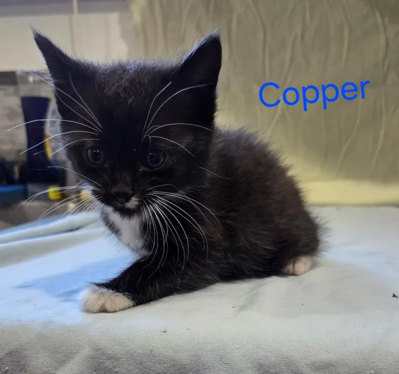 Copper thumbnail 3