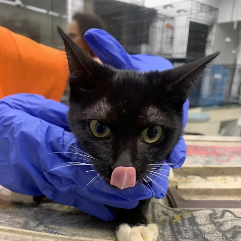 A young small-sized female Black Domestic Short Hair cat named Rhythm for adoption in Westminster, CA