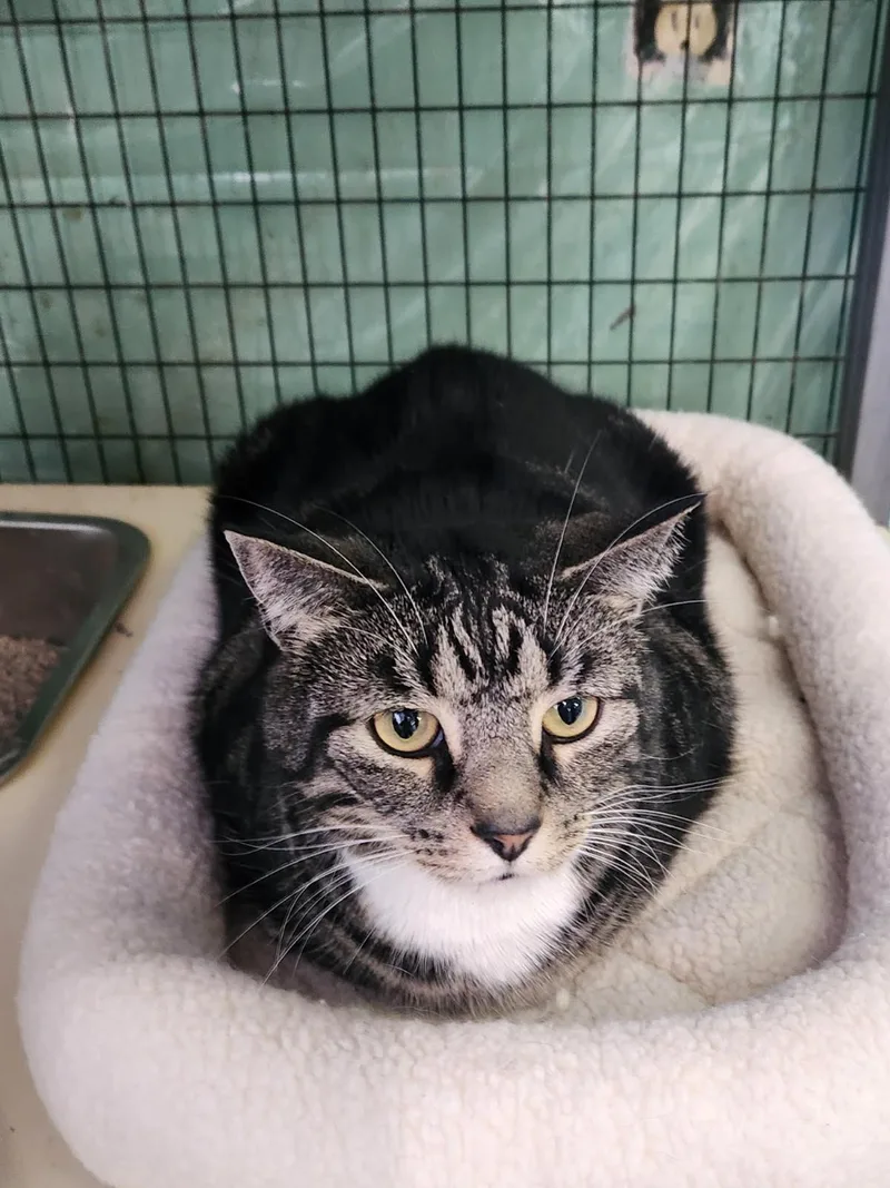 Snaccident thumbnail 2