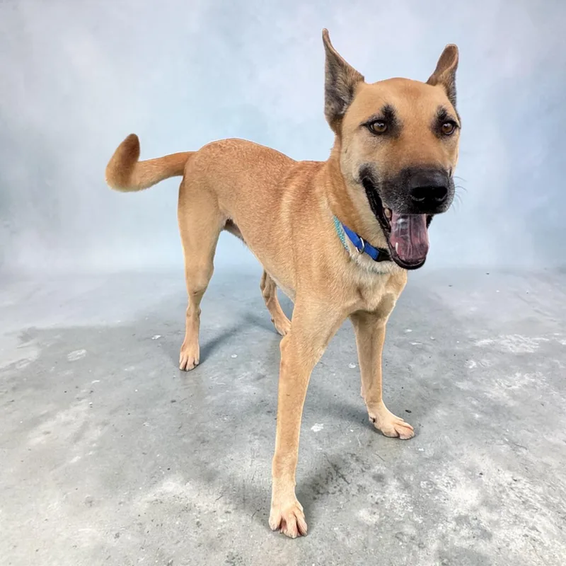 An adult medium-sized male Shepherd dog named Doc Holliday for adoption in Kenedy, TX