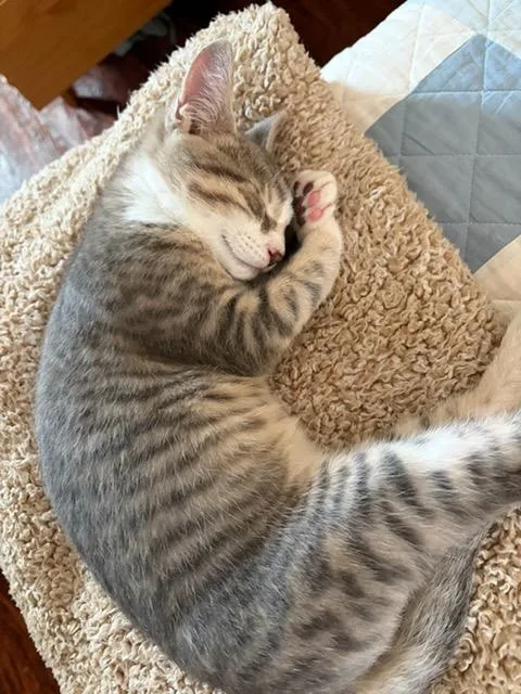 A young medium-sized male Domestic Short Hair cat named Louie for adoption in Pittsburgh, PA