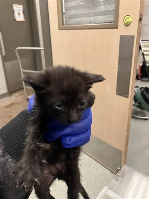 A baby medium-sized female Domestic Short Hair cat named Patty for adoption in Dallas, TX