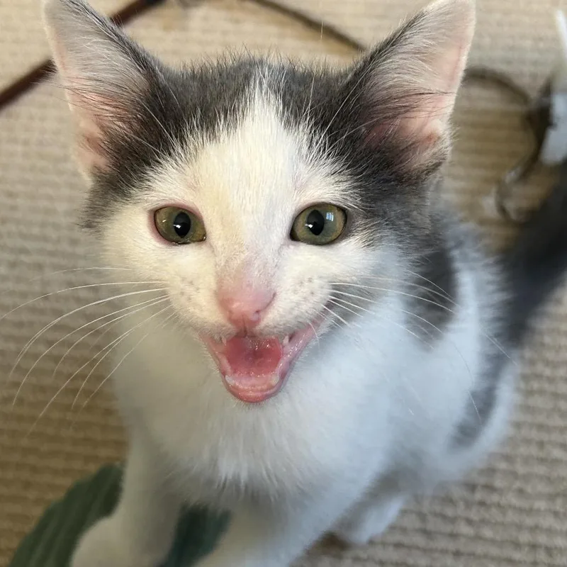 A baby small-sized male Domestic Short Hair cat named Seymour for adoption in Portage, MI