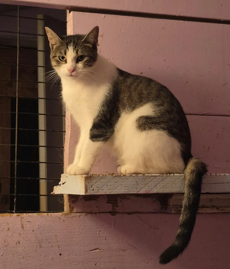 A young medium-sized female Gray & White Domestic Short Hair cat named Sunny for adoption in Brookville, PA