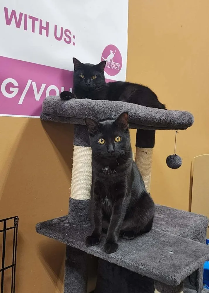 A baby small-sized male Black & White / Tuxedo Domestic Short Hair cat named Pine for adoption in Chicago, IL