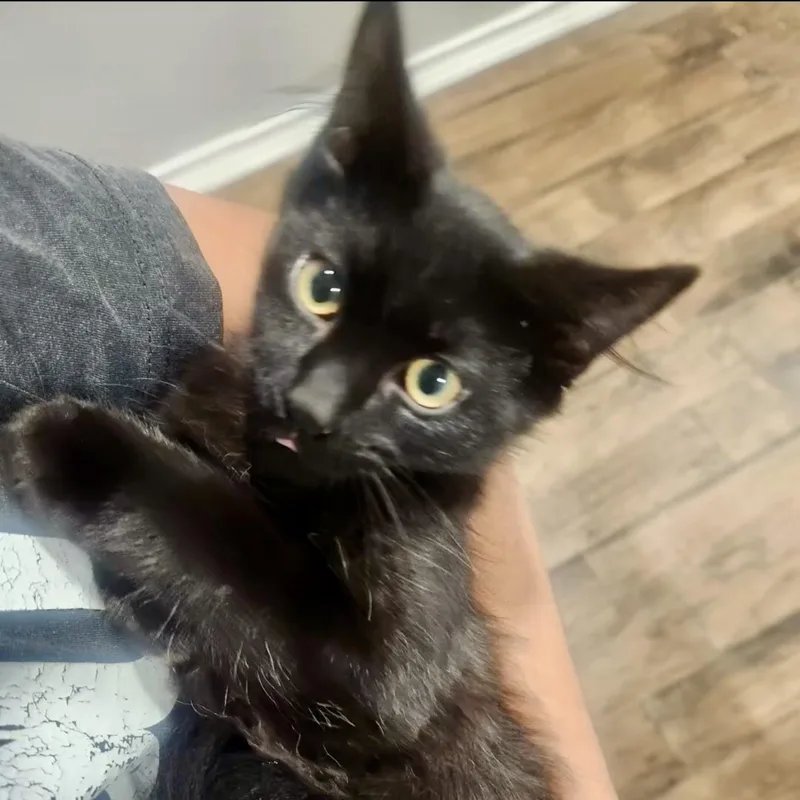 A baby small-sized male Bombay cat named Angel for adoption in Baytown, TX