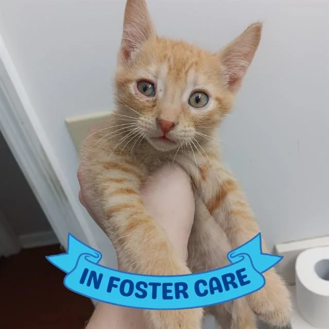 A baby small-sized male Domestic Short Hair cat named Michelangelo for adoption in Tallahassee, FL