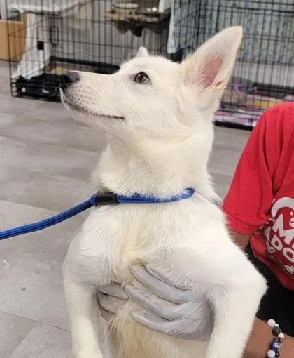 A baby medium-sized male Mixed Breed dog named Trix for adoption in West Chester, PA