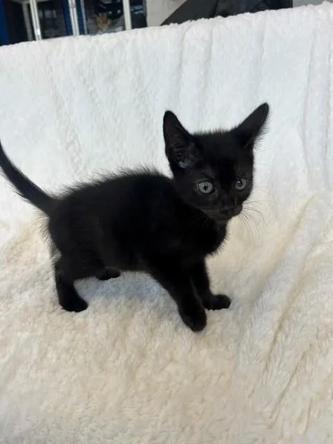 A young small-sized male Black Domestic Short Hair cat named Tuk Tuk for adoption in Tyler, TX