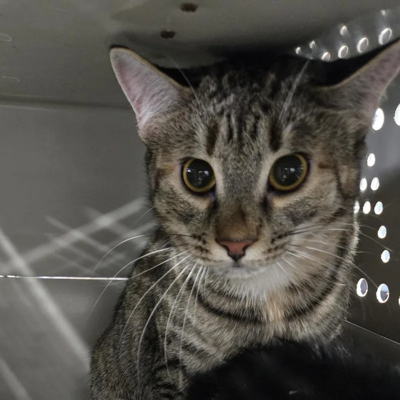 A young large-sized female Brown / Chocolate Domestic Short Hair cat named Hank for adoption in Newark, NJ