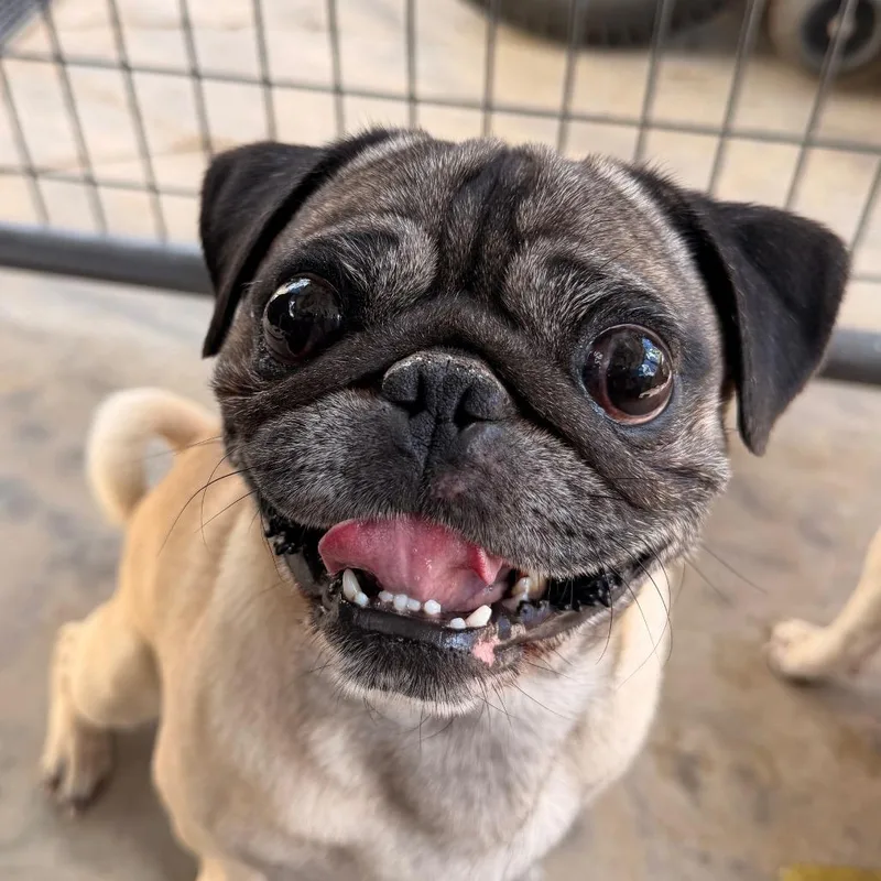 An adult small-sized male Pug dog named Edgar for adoption in Pagosa Springs, CO