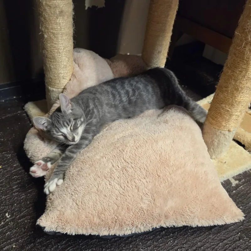 A baby small-sized male Gray / Blue / Silver Domestic Short Hair cat named A TPain for adoption in Centralia, WA