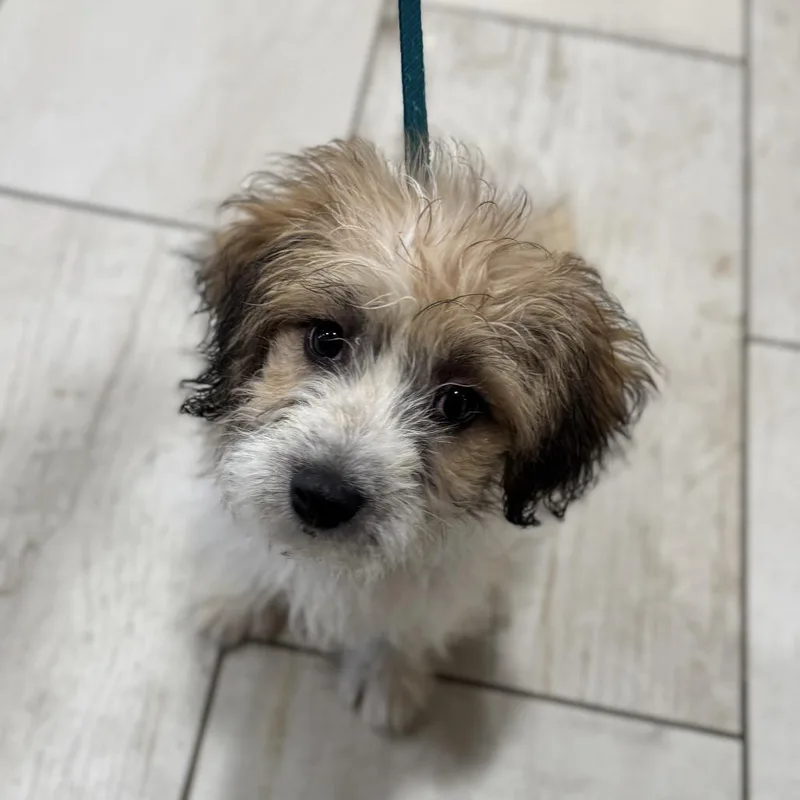An adult small-sized female Yellow / Tan / Blond / Fawn Shih Tzu dog named Delilah for adoption in Pasadena , MD