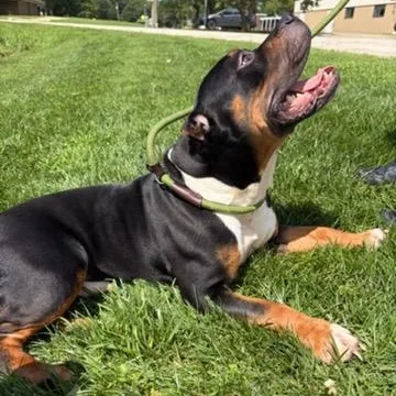 An adult medium-sized male Tricolor (Brown, Black, & White) American Bulldog dog named Devo for adoption in Urbana, IL
