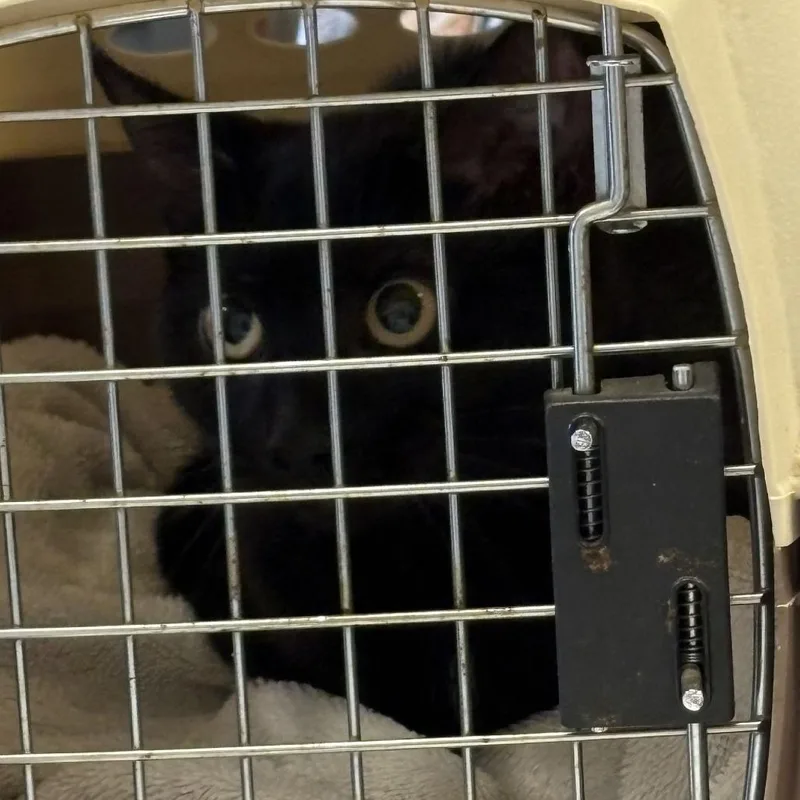 A young medium-sized female Black Domestic Short Hair cat named Elvira for adoption in Gloucester, VA