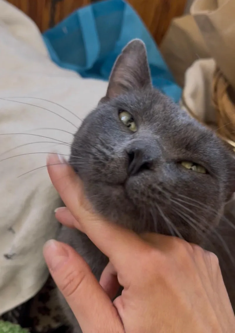 A young medium-sized male Gray / Blue / Silver Russian Blue cat named Smokeshow for adoption in Sherman Oaks, CA