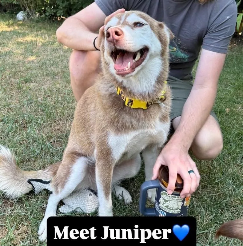 Juniper thumbnail 6