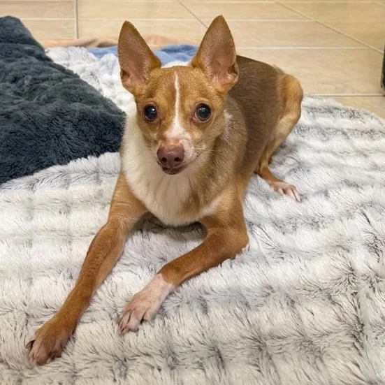 A senior small-sized male White / Cream Chihuahua dog named Cooper for adoption in Boca Raton, FL