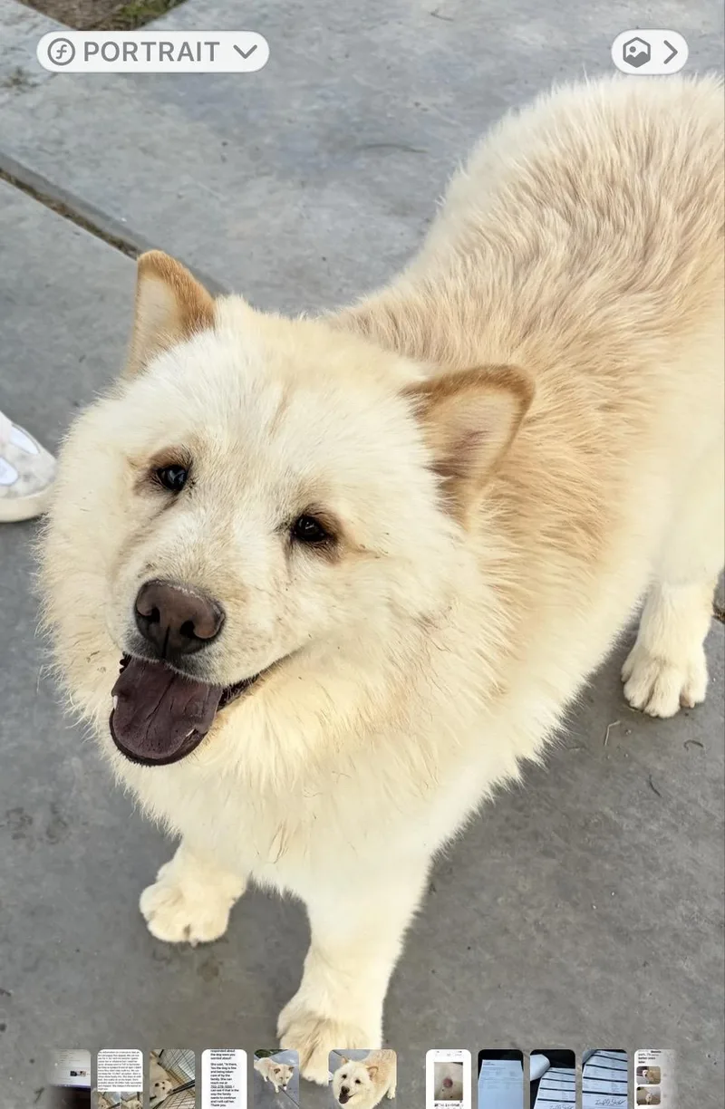 A baby medium-sized female White / Cream Chow Chow dog named Nala for adoption in Las Vegas, NV