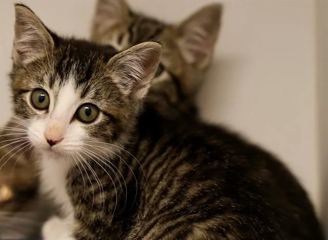 A baby small-sized female Domestic Short Hair cat named Adrian for adoption in San Luis Obispo, CA