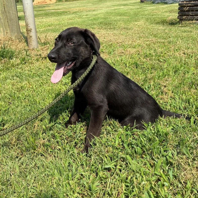 A baby small-sized male Black Labrador Retriever dog named Tom for adoption in Morganfield, KY