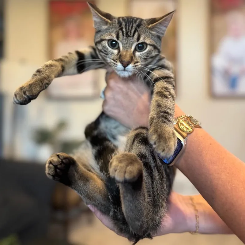 A baby small-sized male Orange / Red Domestic Short Hair cat named Cheery for adoption in Buffalo, MN