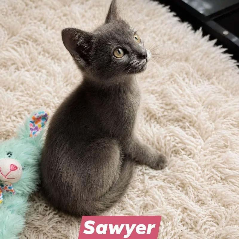 A baby small-sized female Russian Blue cat named Sawyer for adoption in Mabank, TX