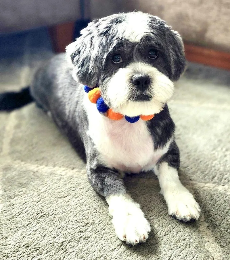 Mister Wycket thumbnail 2