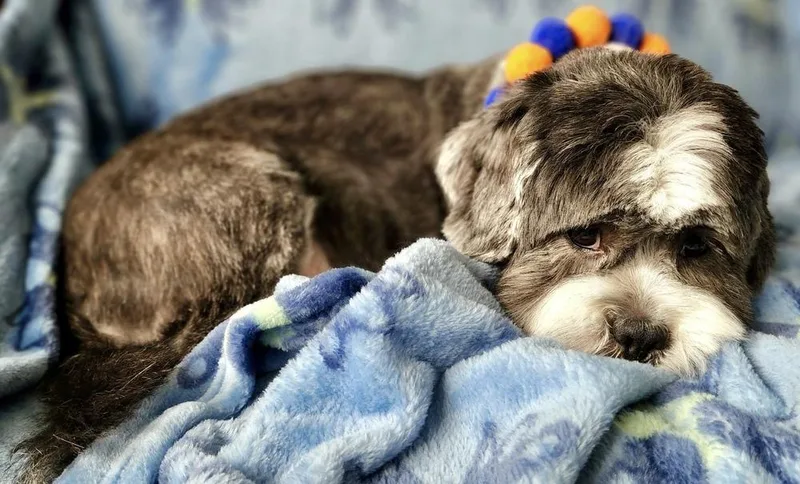 Mister Wycket thumbnail 3