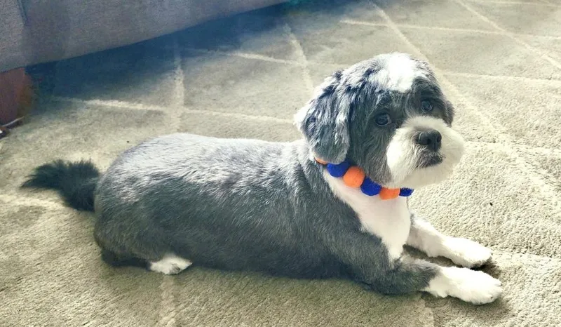 Mister Wycket thumbnail 4