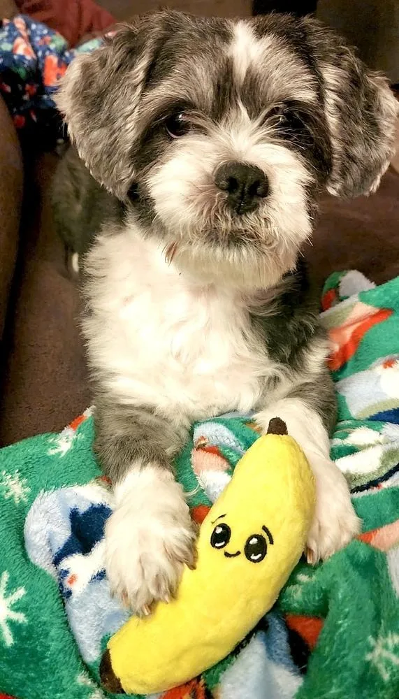 Mister Wycket thumbnail 5