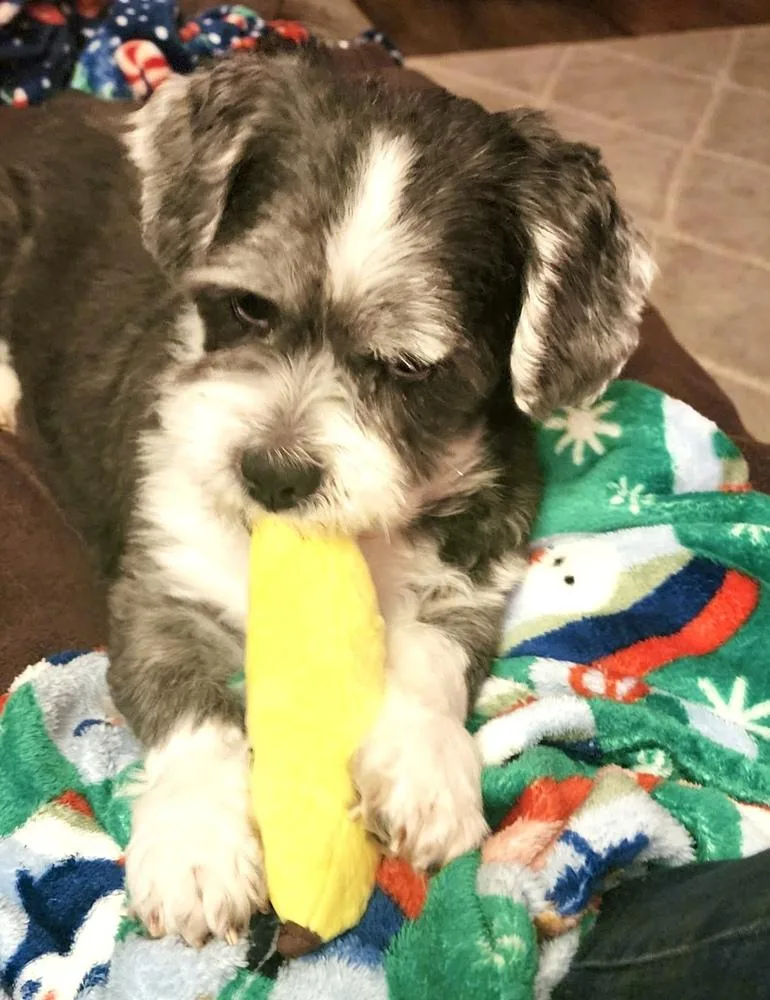 Mister Wycket thumbnail 6