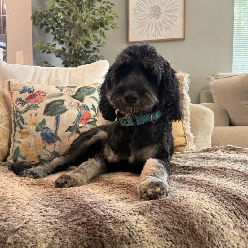 An adult medium-sized female Black Poodle dog named Nova for adoption in Cedar Park, TX