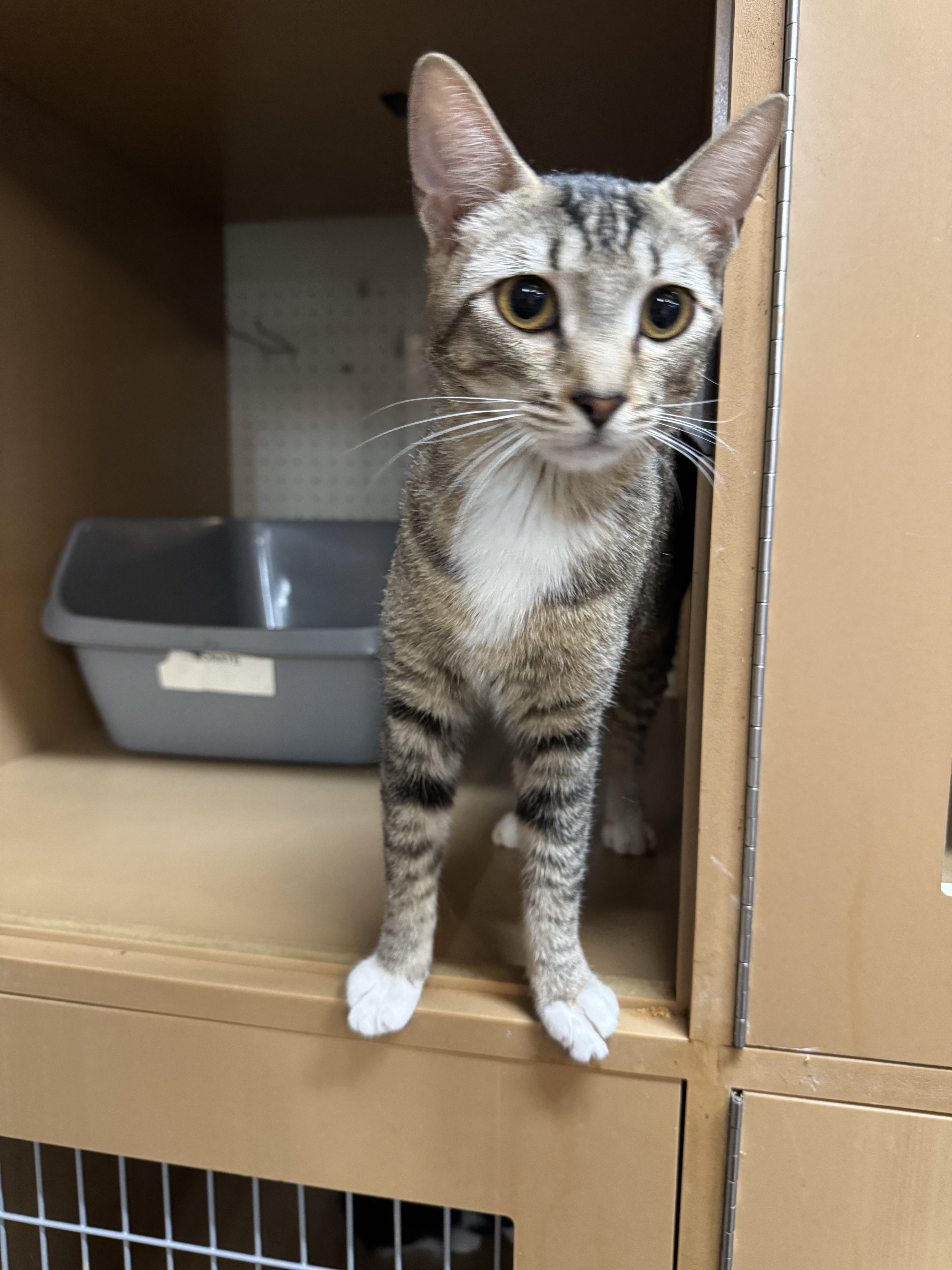 A young small-sized female Domestic Short Hair cat named Dominique for adoption in Wasilla, AK