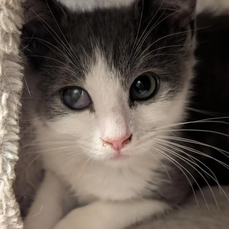 A baby small-sized male Gray / Blue / Silver Domestic Medium Hair cat named Mad Eye Moody for adoption in Sonoma, CA