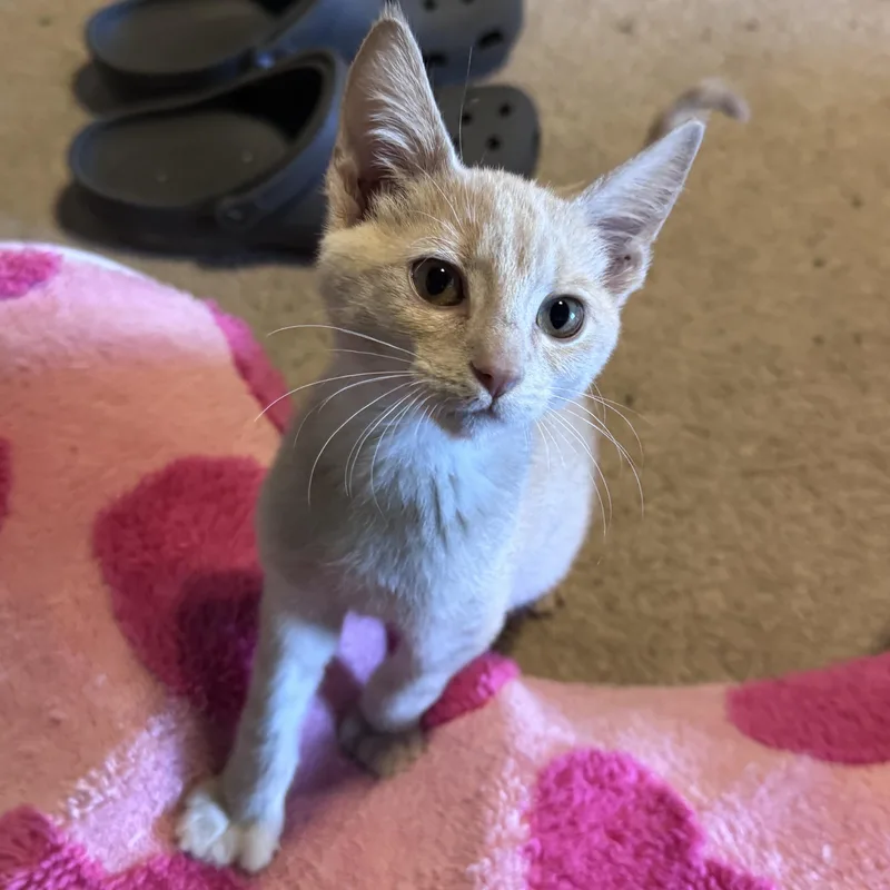 A baby medium-sized male Buff / Tan / Fawn Domestic Short Hair cat named Lance...extra toes endless for adoption in Murfreesboro, TN