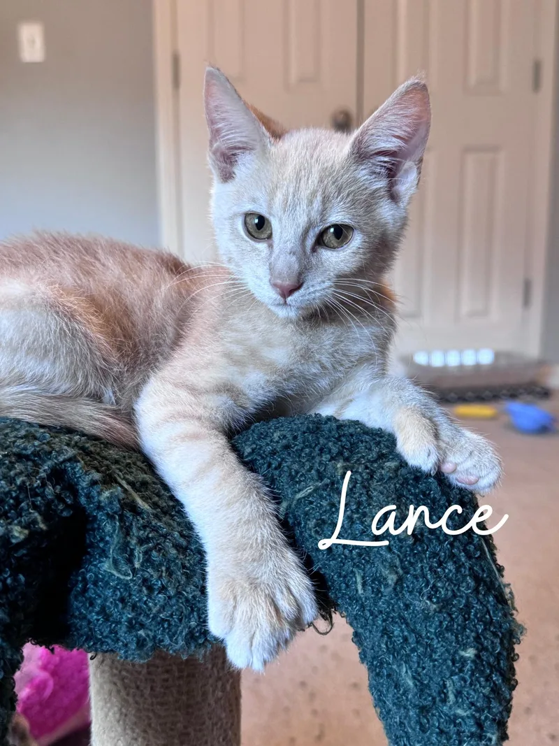 Lance...extra toes  endless thumbnail 2