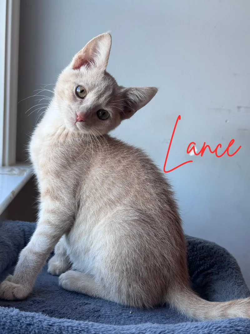 Lance...extra toes  endless thumbnail 3