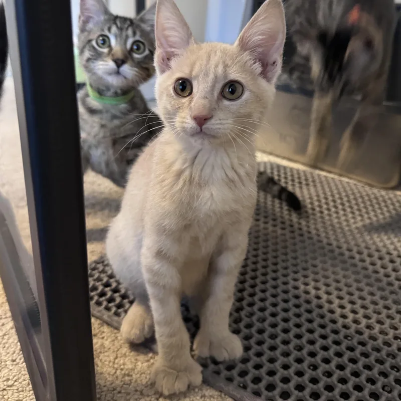 Lance...extra toes  endless thumbnail 4