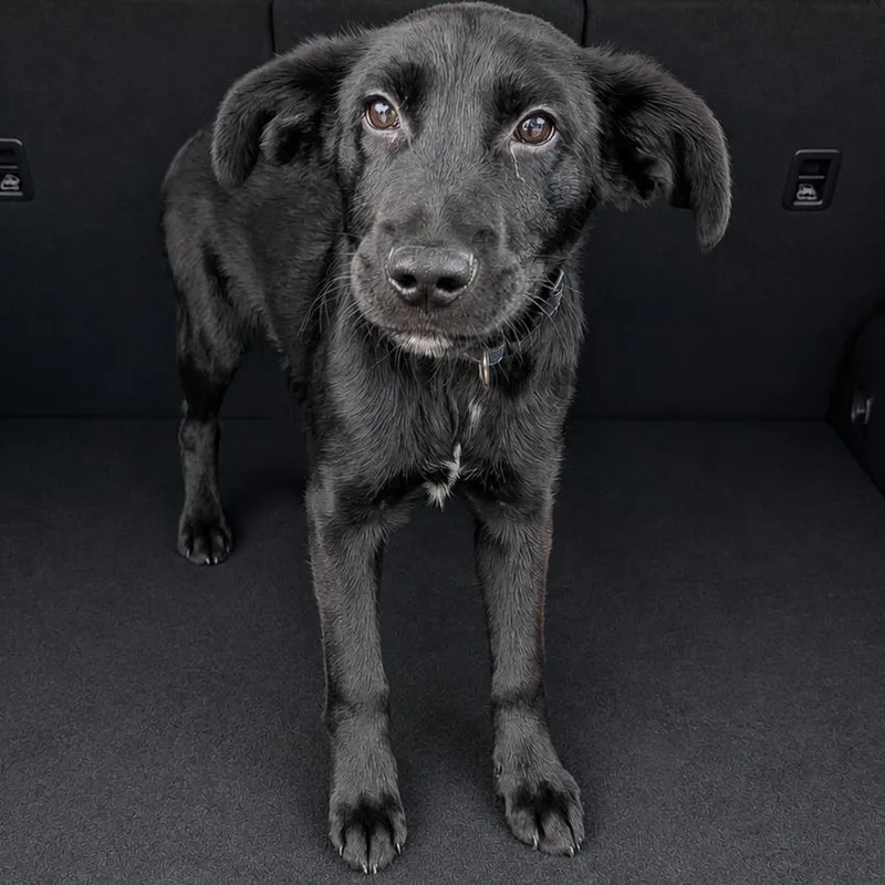 A baby medium-sized male Black Shepherd dog named Luke Skywalker for adoption in Brownsboro, AL