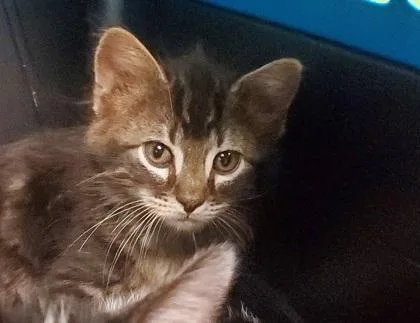 A young large-sized male Domestic Long Hair cat named Riva for adoption in Kansas City, MO