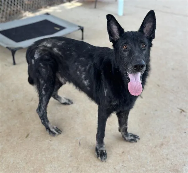 An adult extra large-sized male German Shepherd Dog dog named Jason for adoption in Charlotte, NC