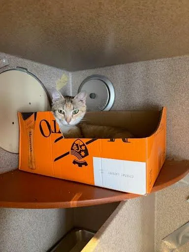 An adult medium-sized female Domestic Short Hair cat named Momma for adoption in Washington, DC