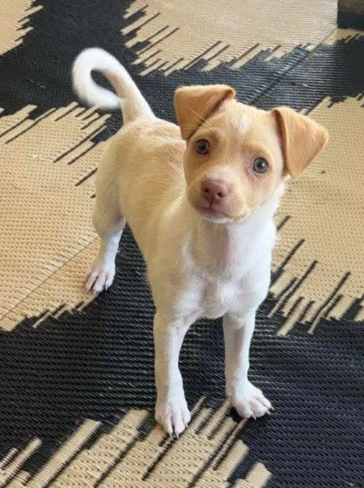 A baby small-sized female Chihuahua dog named Lolly for adoption in San Diego, CA