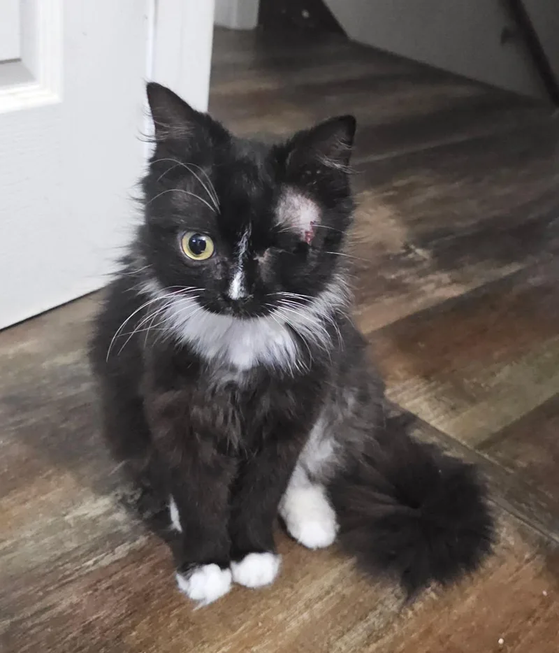 A young medium-sized female Domestic Long Hair cat named Socket for adoption in Camden, SC