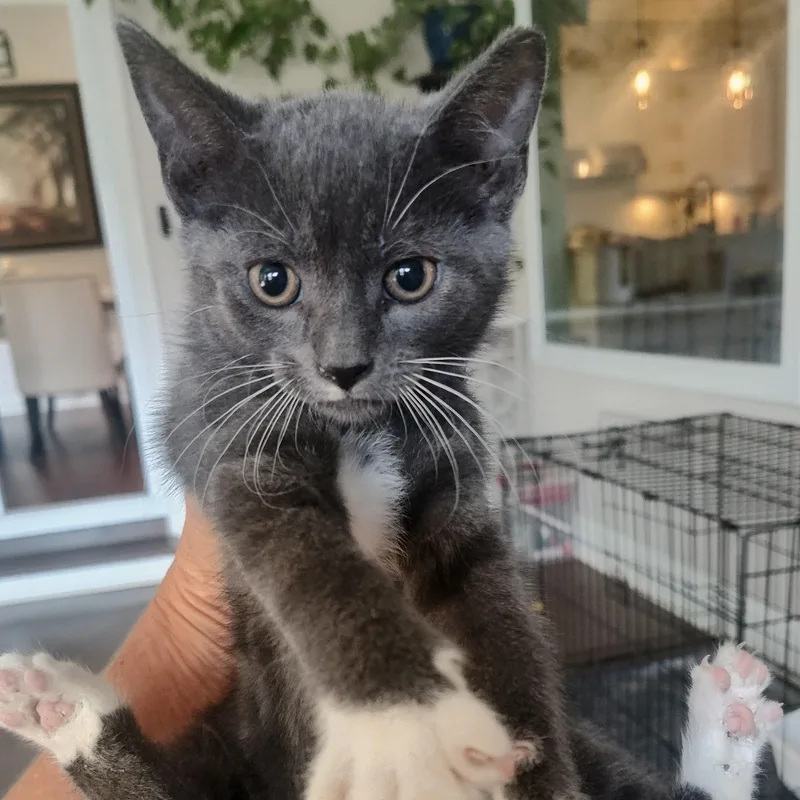 A baby medium-sized male Gray & White Domestic Short Hair cat named Smuko for adoption in Charlotte, NC